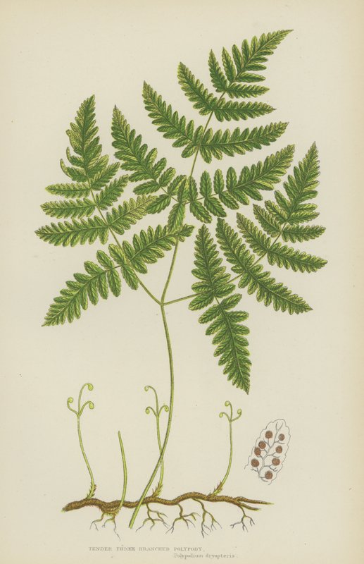 Anbud Tregrenad Polypody (färglitografi) av English School