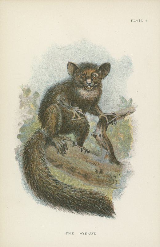 Aye-Aye av English School