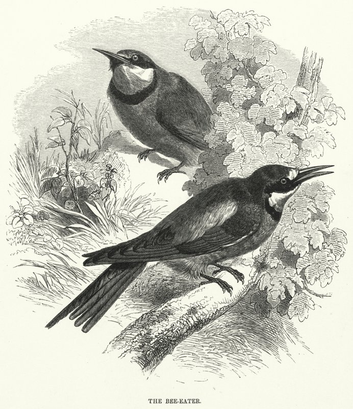 Bee-Eater (gravyr) av English School