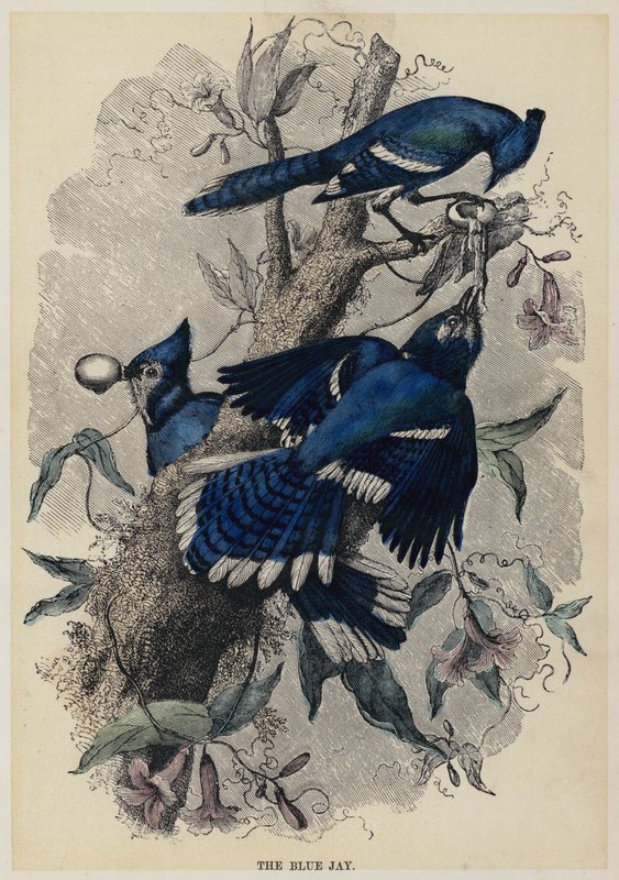 The Blue Jay (färgad gravyr) av English School