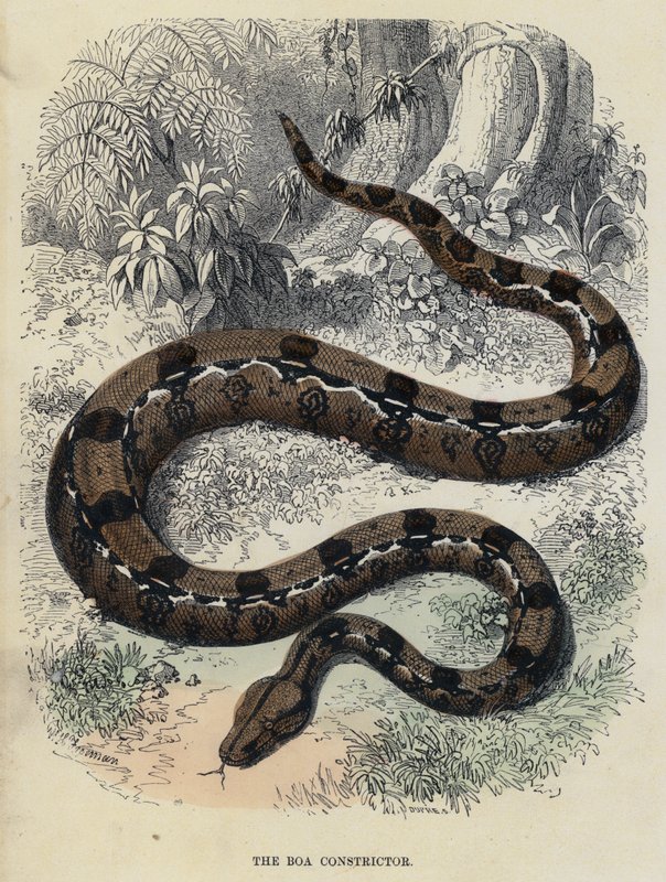 The Boa Constrictor (färgad gravyr) av English School