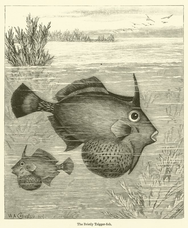 The Bristly Trigger-fish (gravyr) av English School