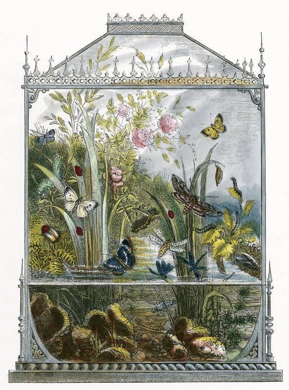 Fjärils Vivarium av English School