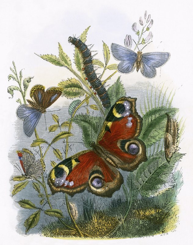 Fjärils Vivarium av English School