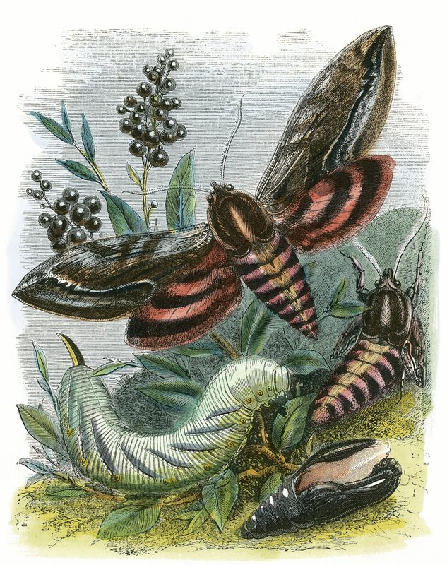 Fjärils Vivarium av English School