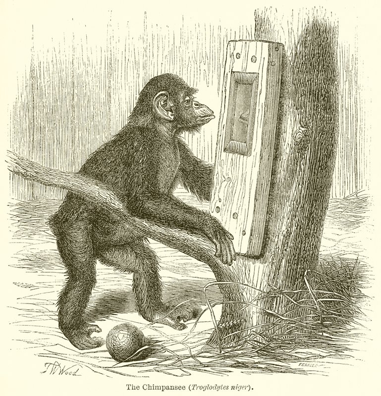 Schimpansen (Troglodytes Niger) av English School