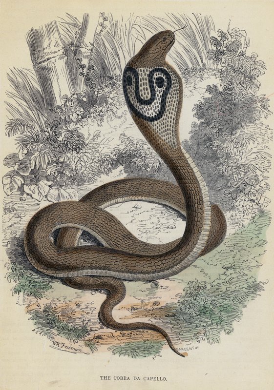 Cobra Da Capello (färgad gravyr) av English School
