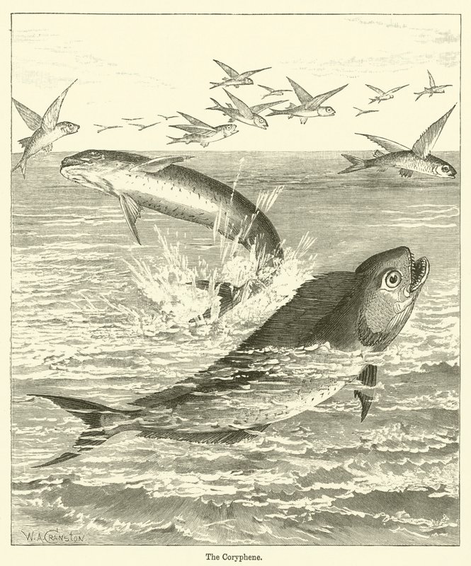 The Coryphene (gravyr) av English School