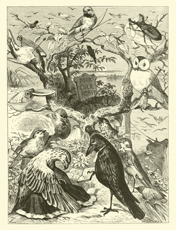 Cock Robins död och begravning av English School