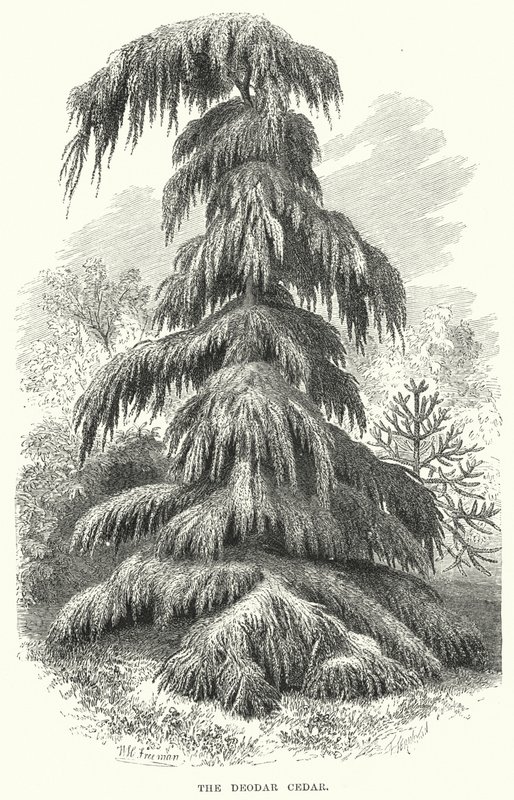 The Deodar Cedar (gravyr) av English School