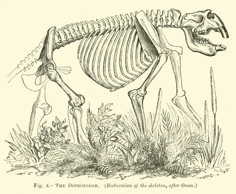 Diprotodon av English School