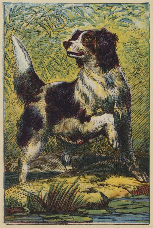 Hunden (färglitografi) av English School