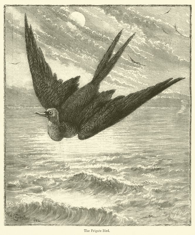 Fregattfågeln (gravyr) av English School