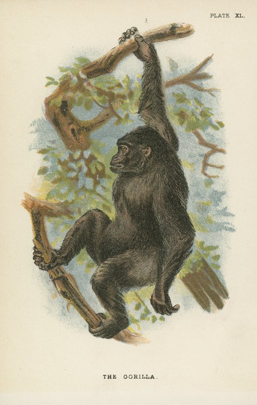 Gorillan av English School