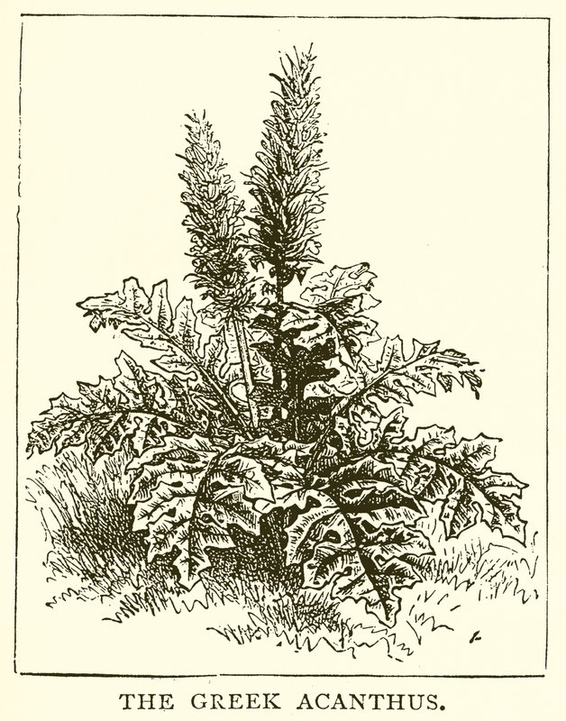 Den grekiska Acanthus av English School