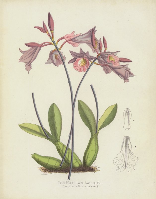 Haytian Laeliops, Laeliopsis Domingensis av English School