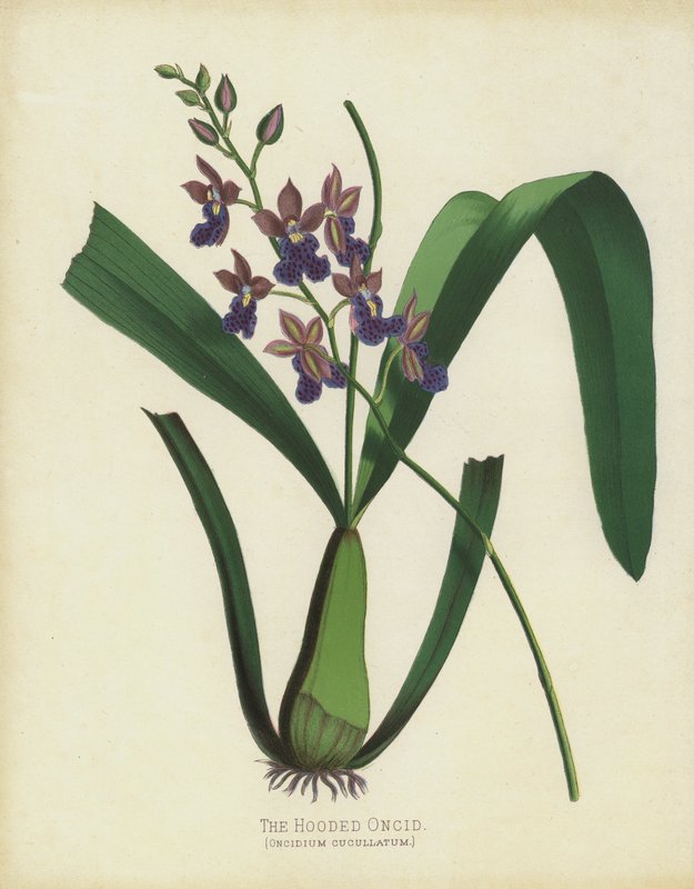 Hooded Oncid, Oncidium Cuccullatum av English School