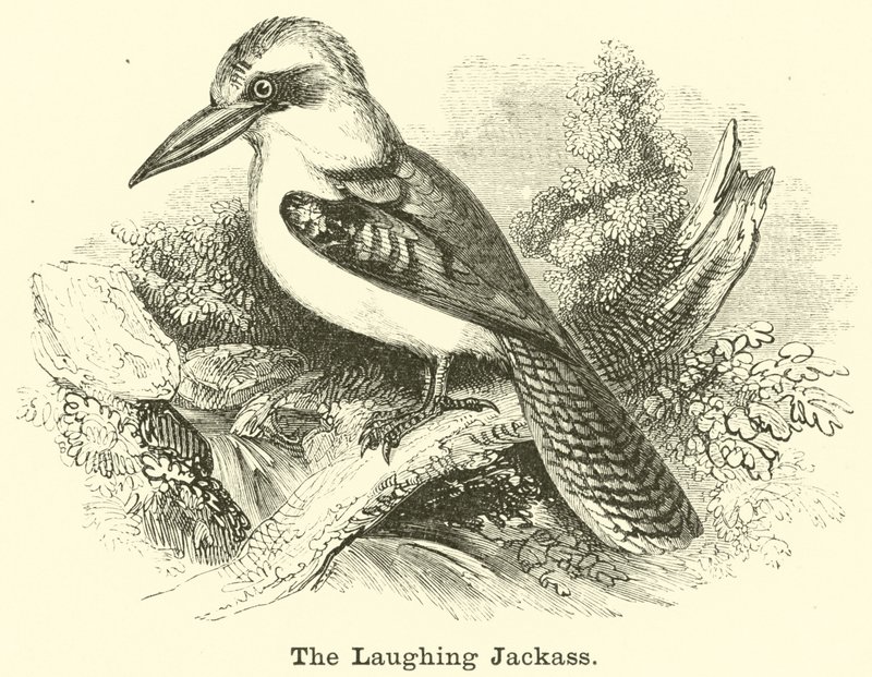 The Laughing Jackass av English School