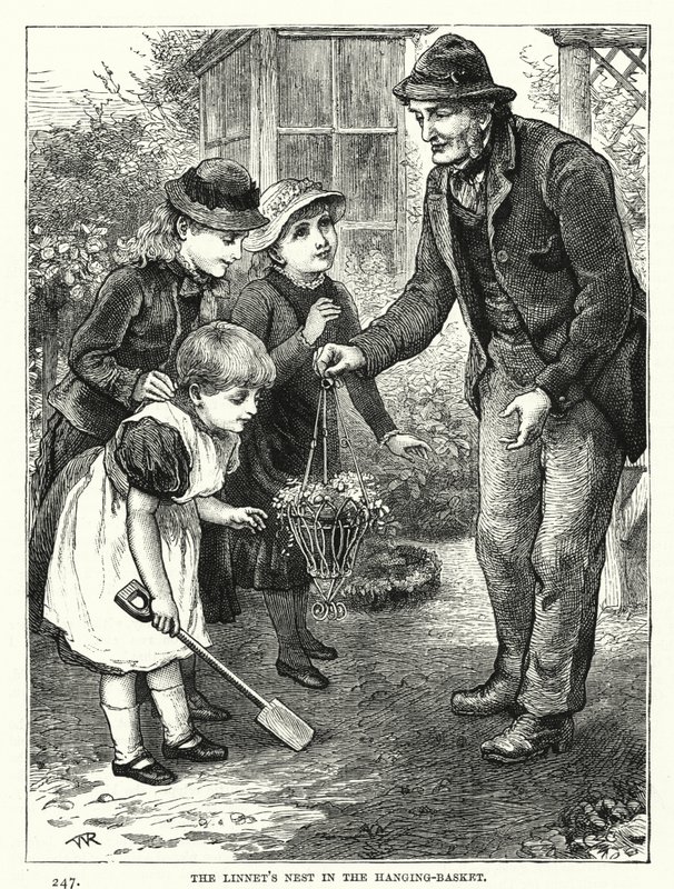 Linnets bo i den hängande korgen (gravyr) av English School