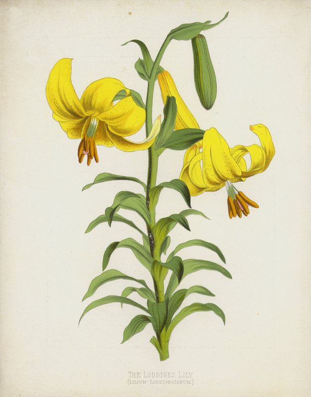 Loddiges lilja, Lilium Loddigesianum av English School