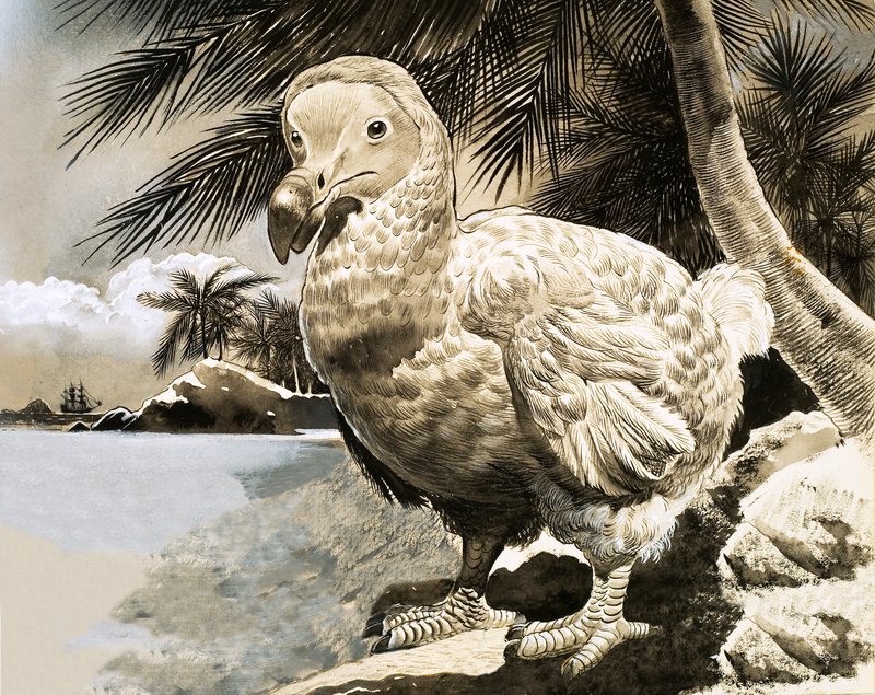 Mysteriefågeln från Mauritius (The Dodo) av English School