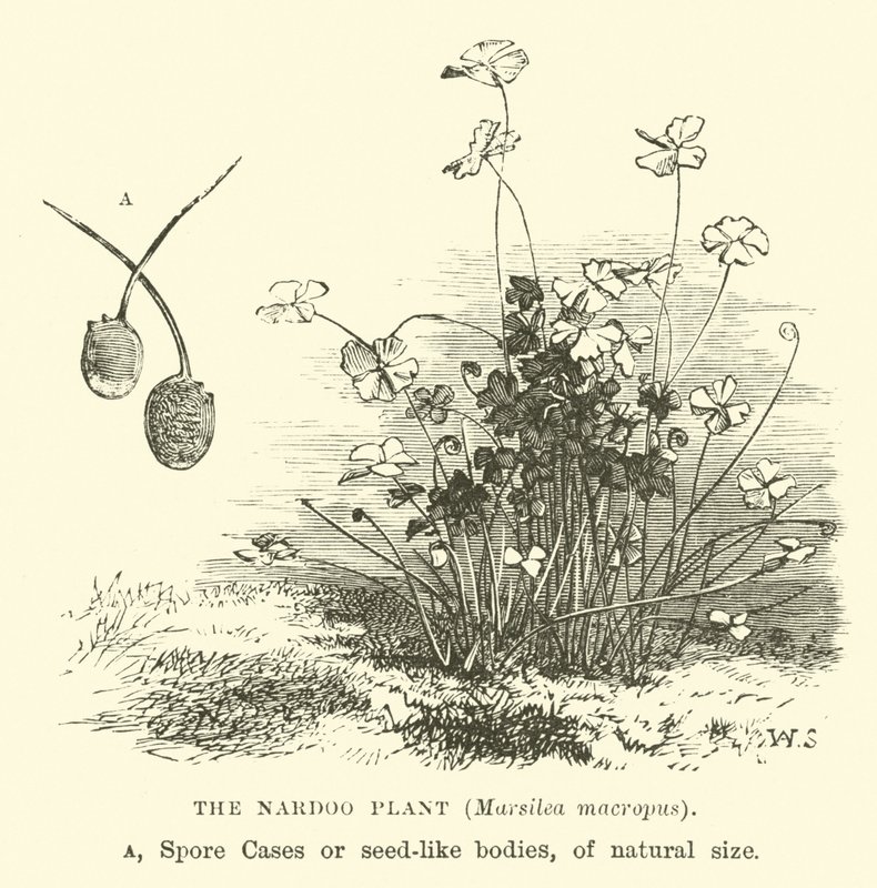 Nardoo-växten, Marsilea macropus av English School