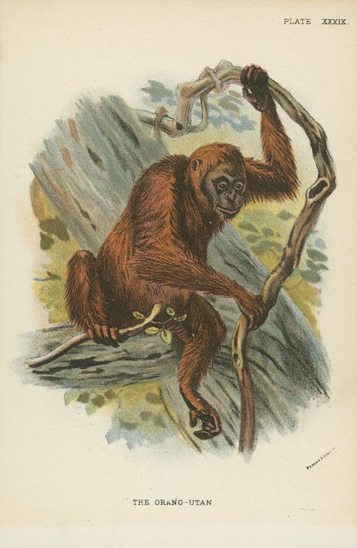 Orang-Utan av English School