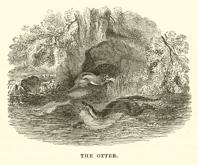 Uttern (gravyr) av English School