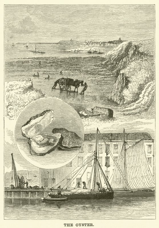 Ostron (gravyr) av English School
