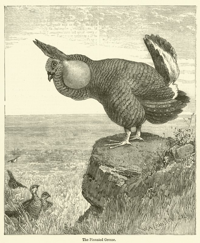 The Pinnat Grouse (gravyr) av English School