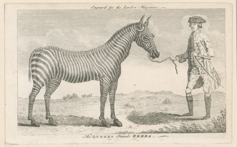 Drottningens kvinnliga zebra av English School