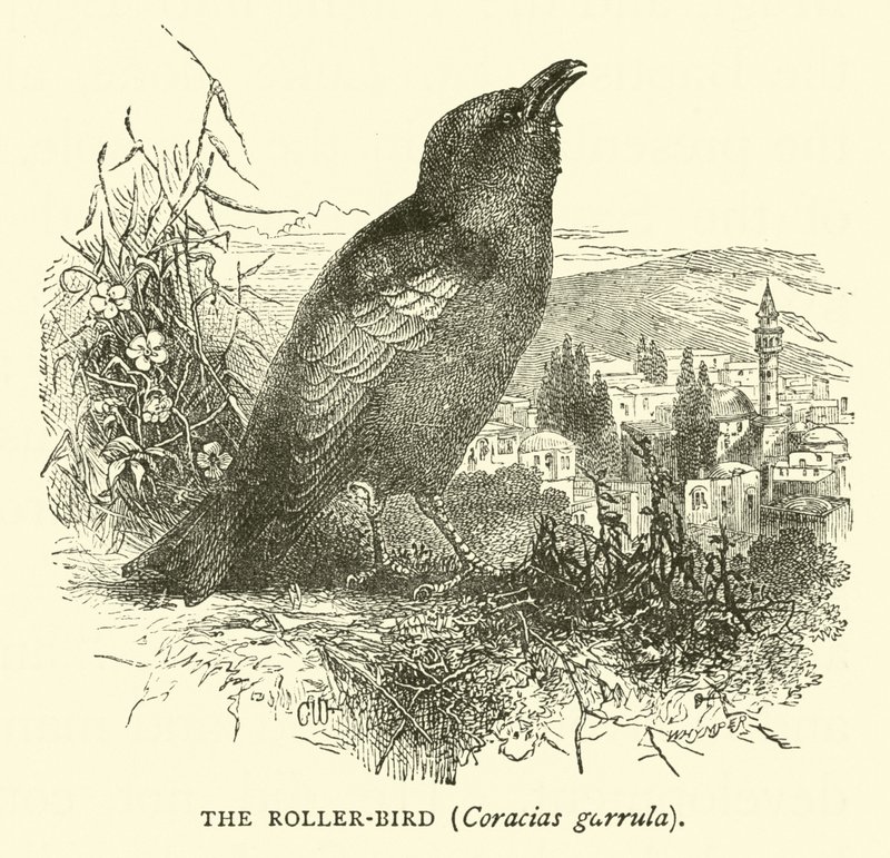 Rullfågeln, Coracias garrula av English School