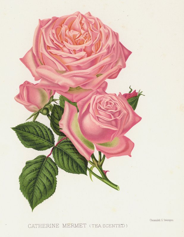 Rosenträdgården: Catherine Mermet, Tea Scented av English School