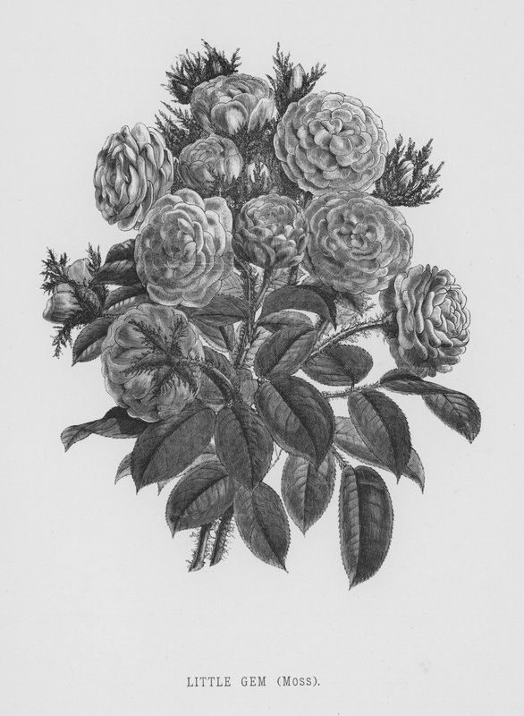 Rose Garden: Little Gem, Moss (gravyr) av English School