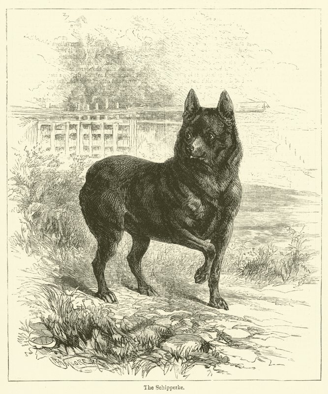 The Schipperke (gravyr) av English School