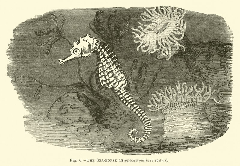 Havshästen, Hippocampus brevirostris av English School