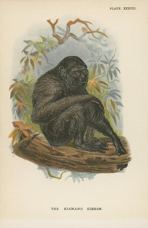 Siamang Gibbon av English School
