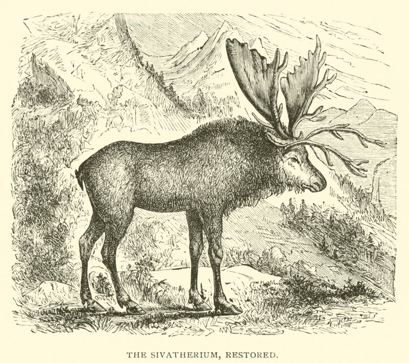 Sivatherium, restaurerat (gravyr) av English School