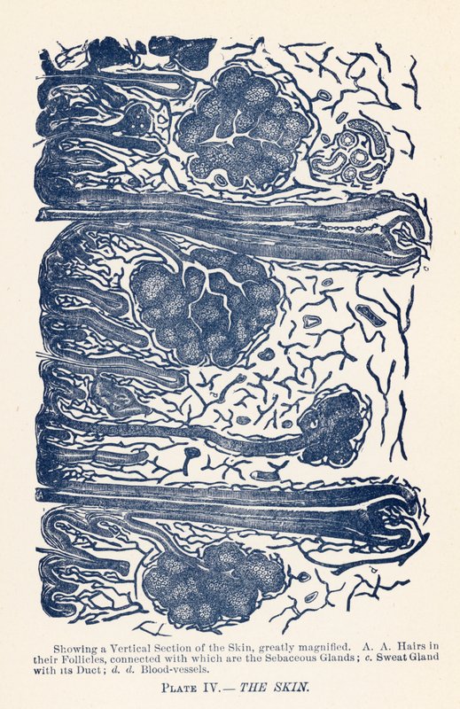 Huden (färg litho) av English School