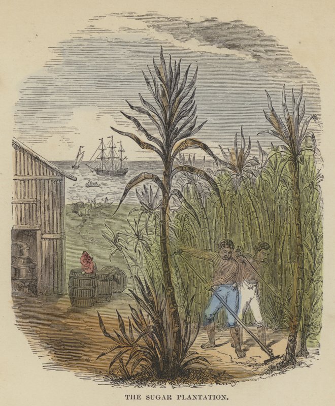 Sockerplantagen (färgad gravyr) av English School