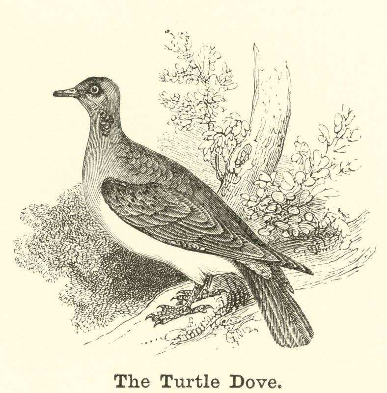 Turturduvan av English School