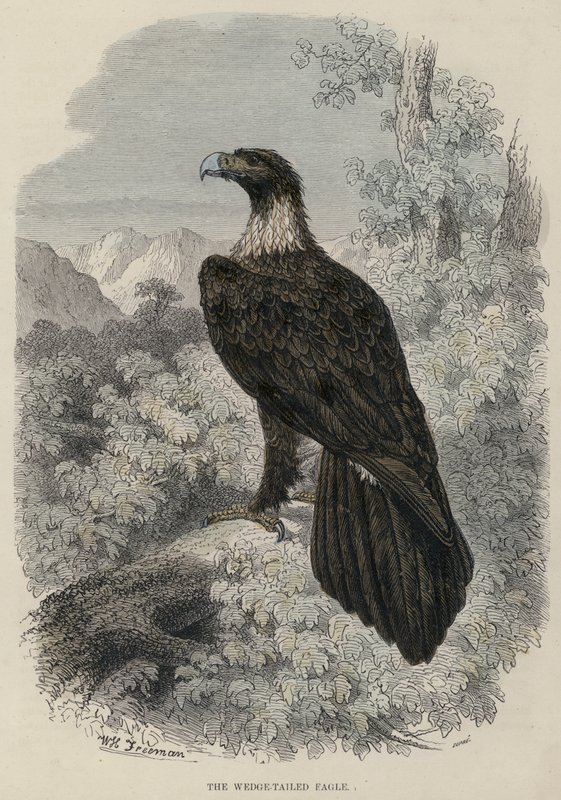 The Wedge-tailed Eagle (färgad gravyr) av English School