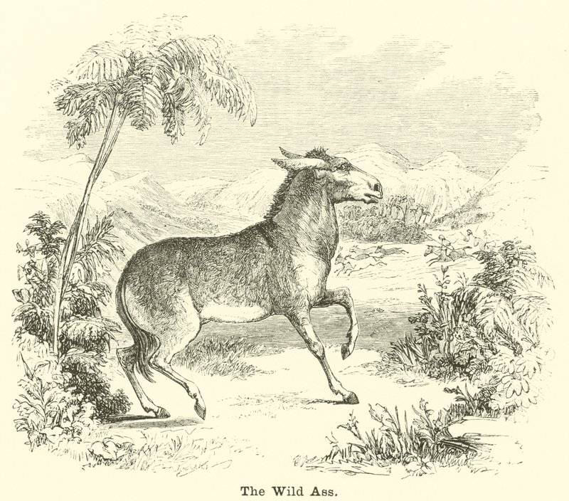 The Wild Ass av English School
