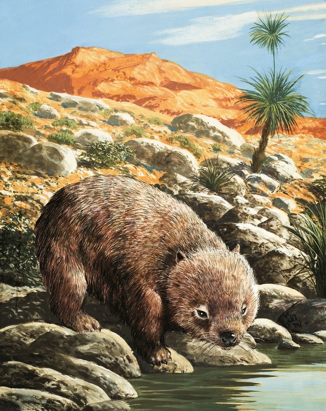 Wombat av English School