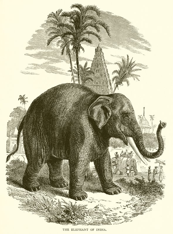 Indiens elefant av English School