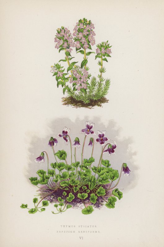 Thymus Striatus; Erpetion Reniforme (färglitografi) av English School