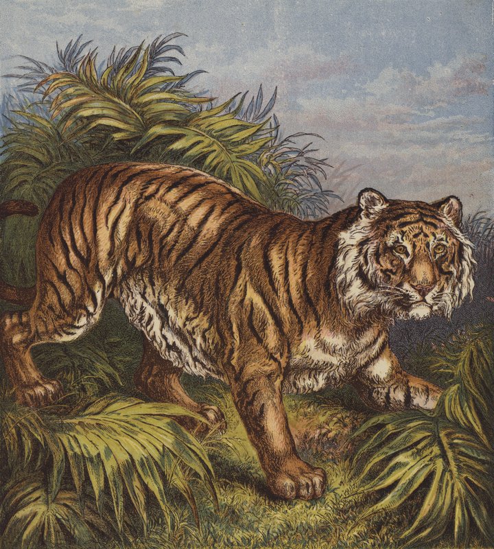 Tiger (färg litho) av English School