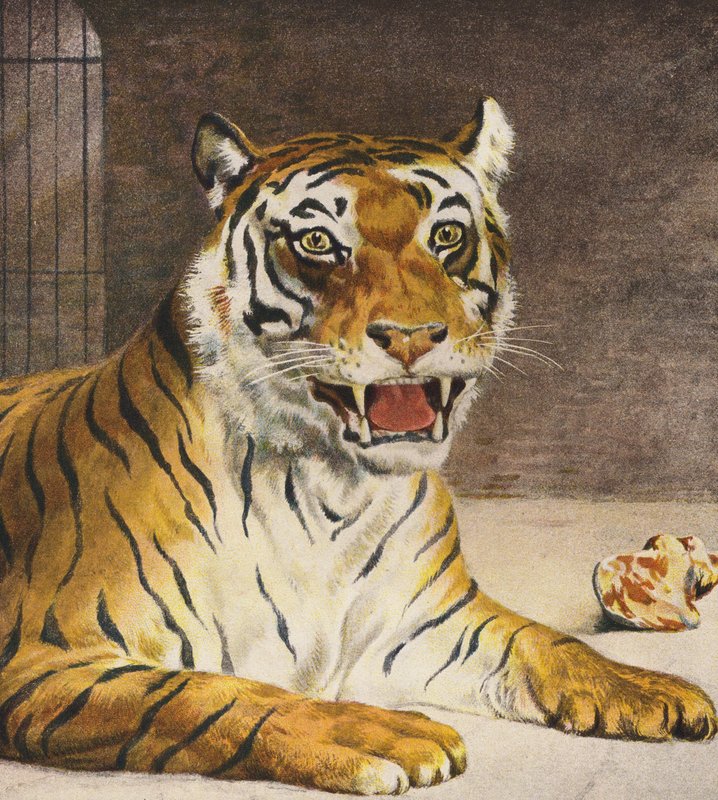 Tiger (färglitografi) av English School