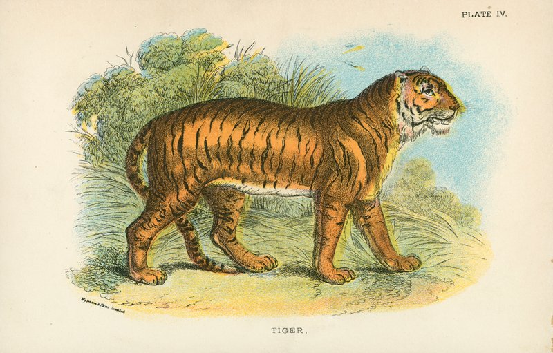 Tiger av English School