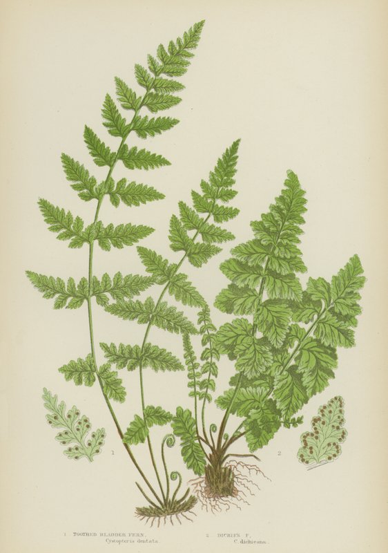 Tandblåsa Ormbunke, Dickies Fern (färg litho) av English School
